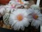 Preview: Mammillaria  albiflora